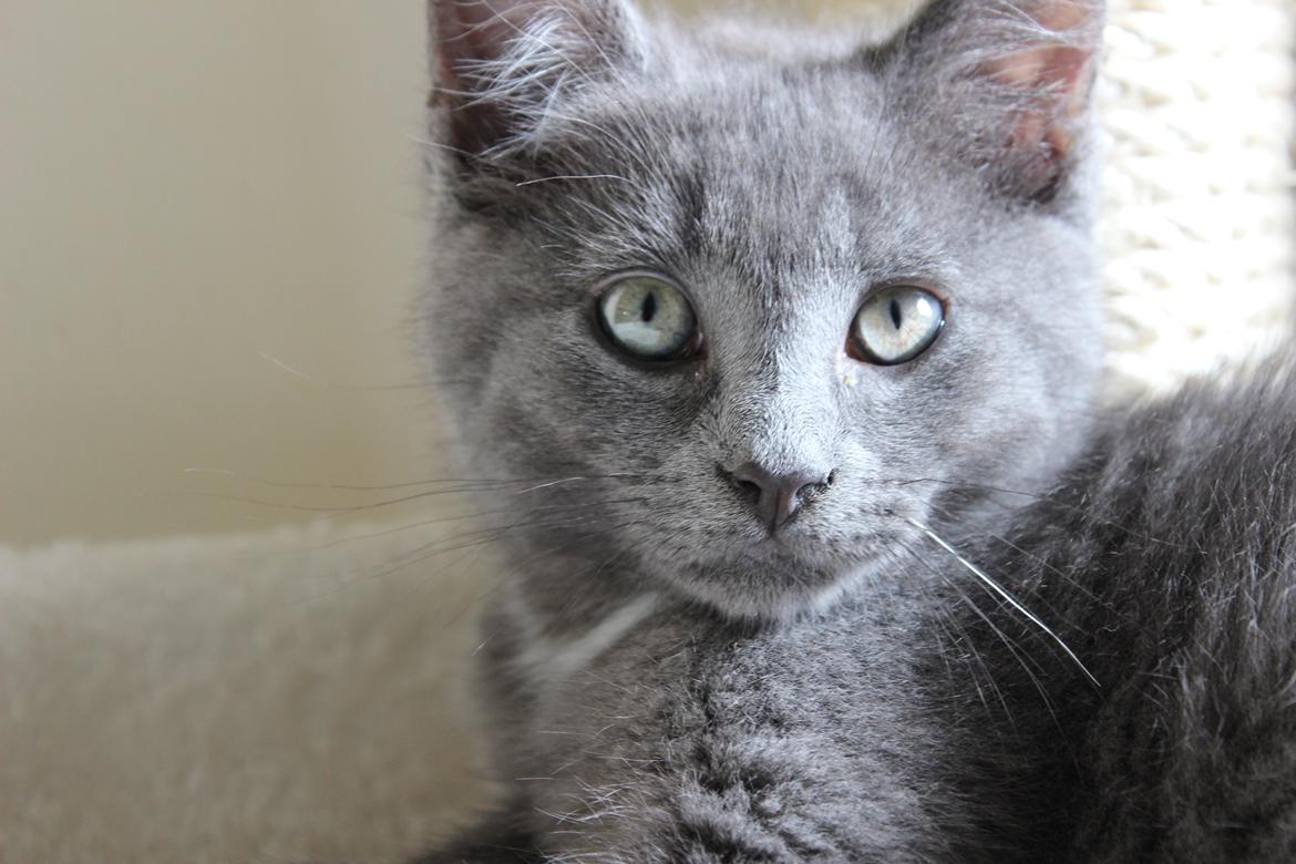 Blanding af racer Xilver - Et af de nyeste billder jeg har af min lille sølv pil <3 Jeg er så forelsket i hans sølv grønne øjne og hans smukke pels. Han er helt sikkert en meget unik kat.  billede 1