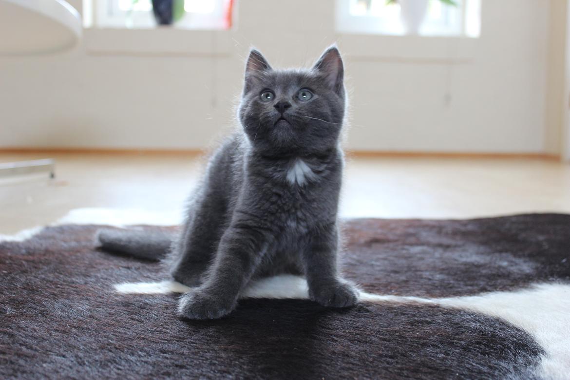 Blanding af racer Xilver - Xilver 10 uger gammel. Allerede der havde han en tæt og ulden pæls og de fineste blå øjne<3  billede 3