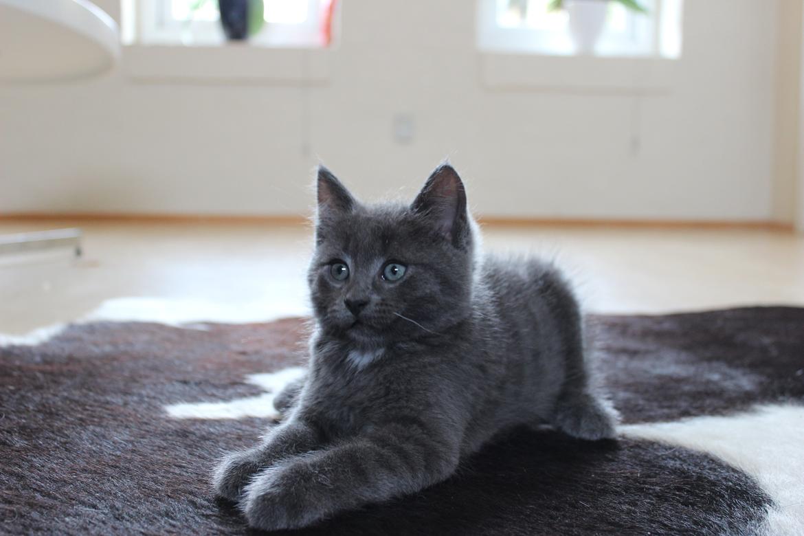 Blanding af racer Xilver - Xilver 10 uger gammel. Han er simpelthen så god til at posere for kameraet den lille charmetrold.  billede 4