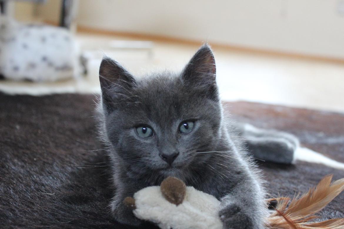 Blanding af racer Xilver - Xilver 10 uger gammel. Endnu en posering der er til at dø for. Hans smukke øjne igen i fokus.  billede 5