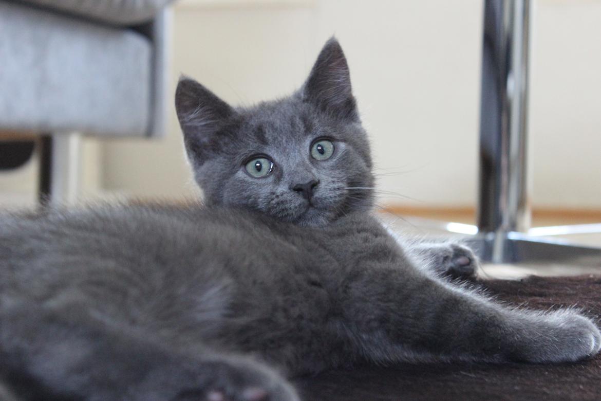 Blanding af racer Xilver - Xilver 13 uger gammel. Her har hans øjne skiftet lid farve over mod det mere grå grønne. billede 8