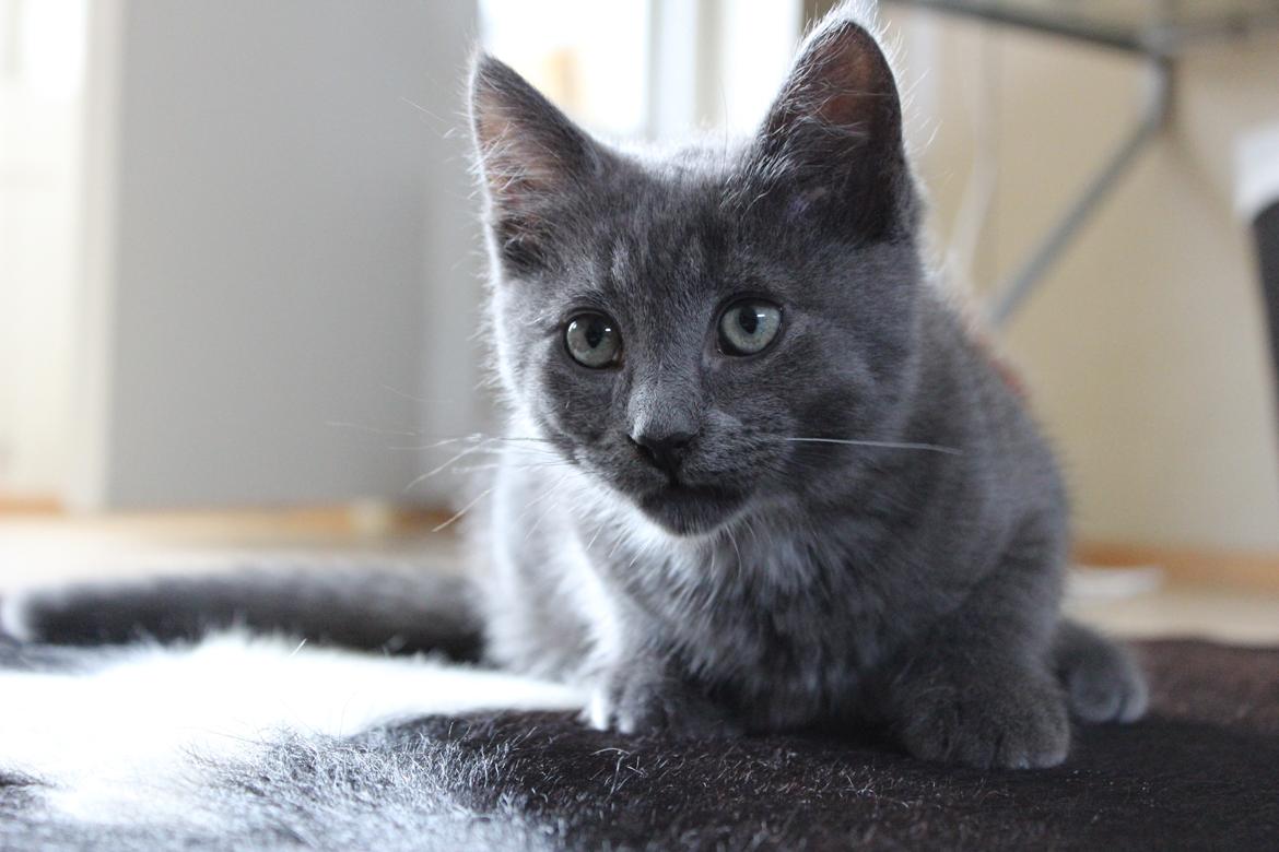 Blanding af racer Xilver - Xilver 15 uger. Her er hans øjne ved at være færdige, men de bliver grønnere og grønnere.  billede 7