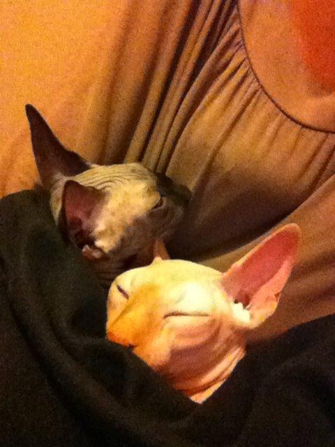 Sphynx Aslan billede 19