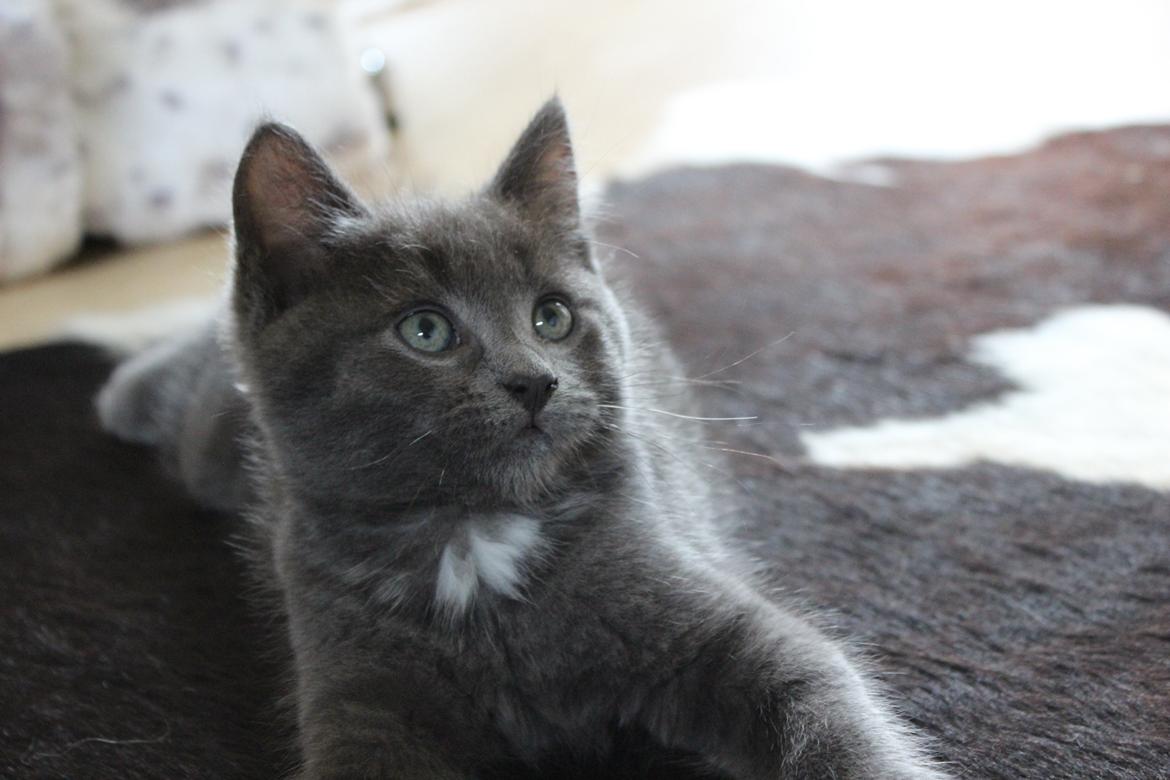 Blanding af racer Xilver - Xilver 10 uger gammel. Som han dog slinger sig for kameraet <3  billede 6