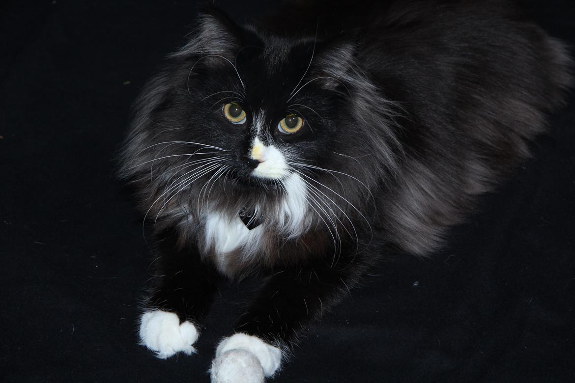 Norsk Skovkat Soya - Hej foto Jeanette, er jeg ikke lækker billede 9