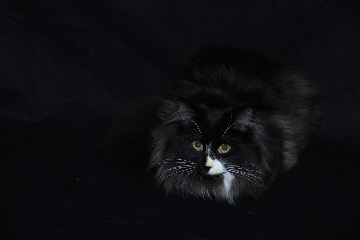 Norsk Skovkat Soya - Til angreb på fotografen billede 10