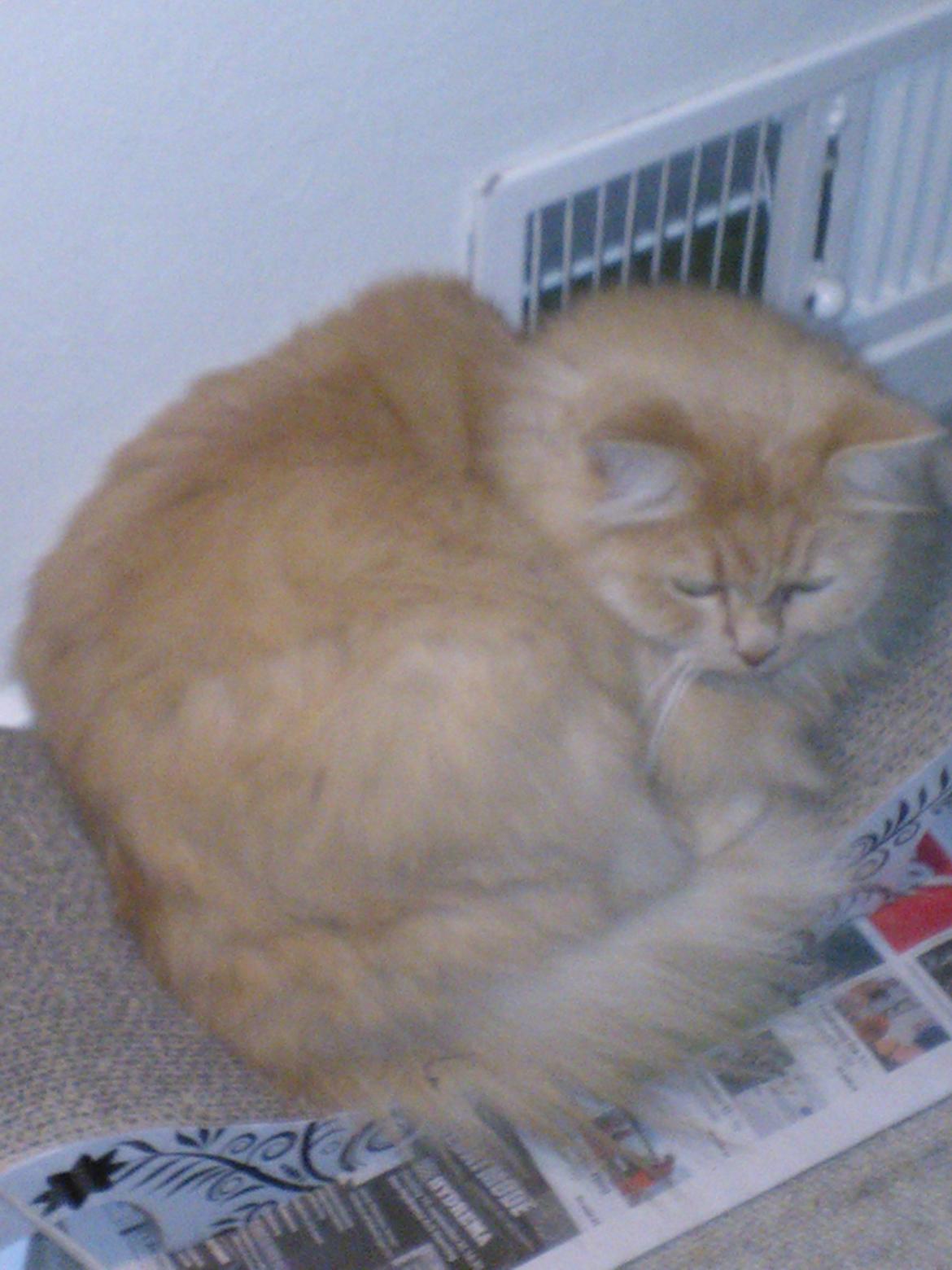 Blanding af racer Frida - Det er godt med en ny putte-krasse plads, vi blev dog nød til at lægge en avis under, da den drysser helt vildt, når hun krasser i den. billede 6