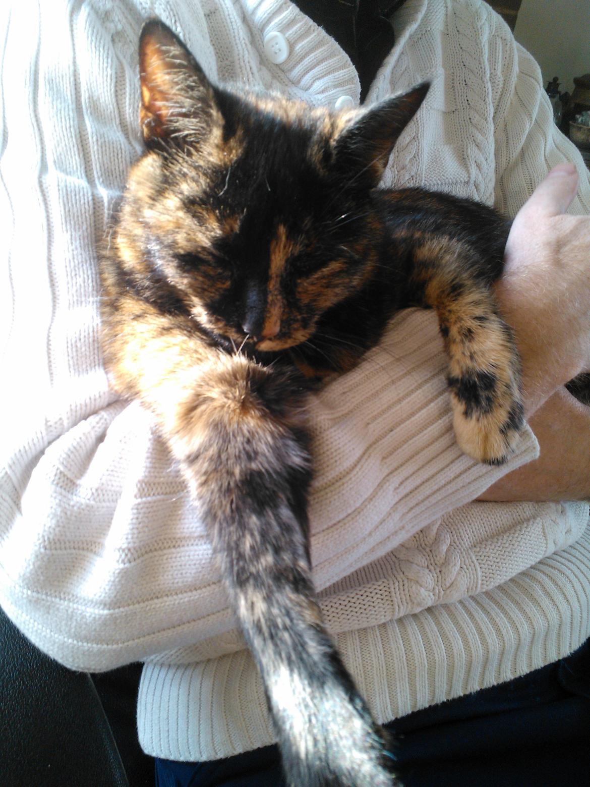 Huskat Misti - uhha man ligger godt her i fars arme billede 11