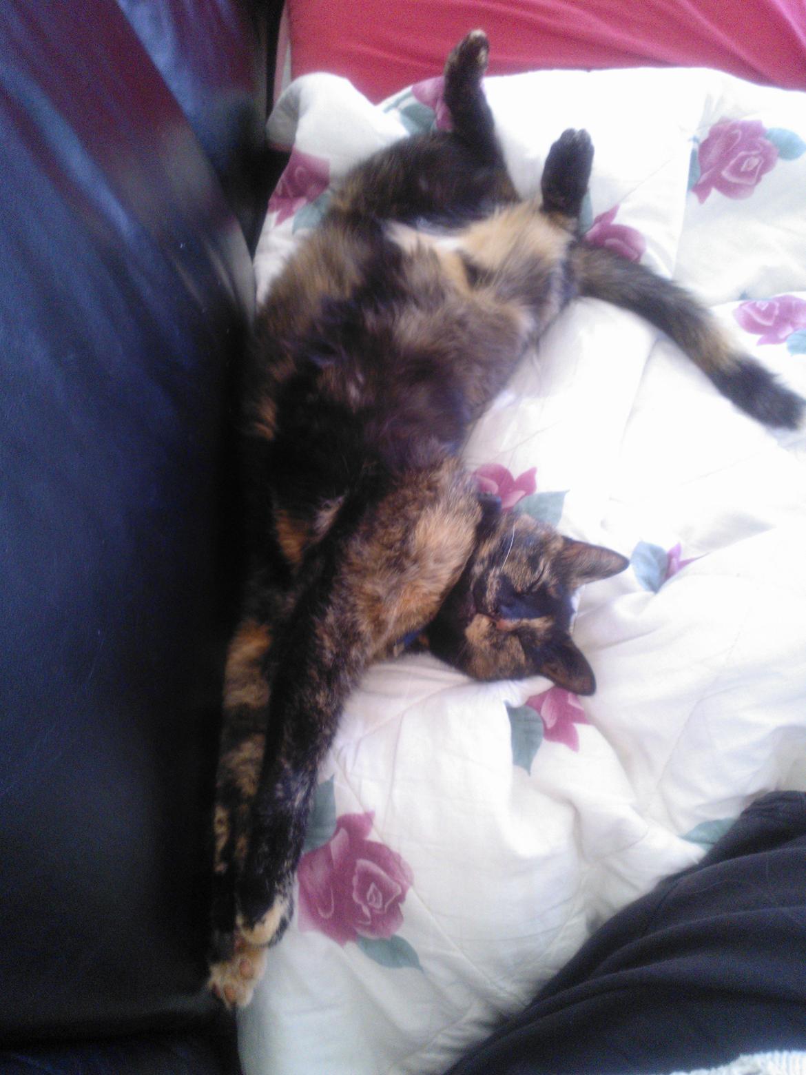 Huskat Misti - Man forstår vel at slappe af billede 12