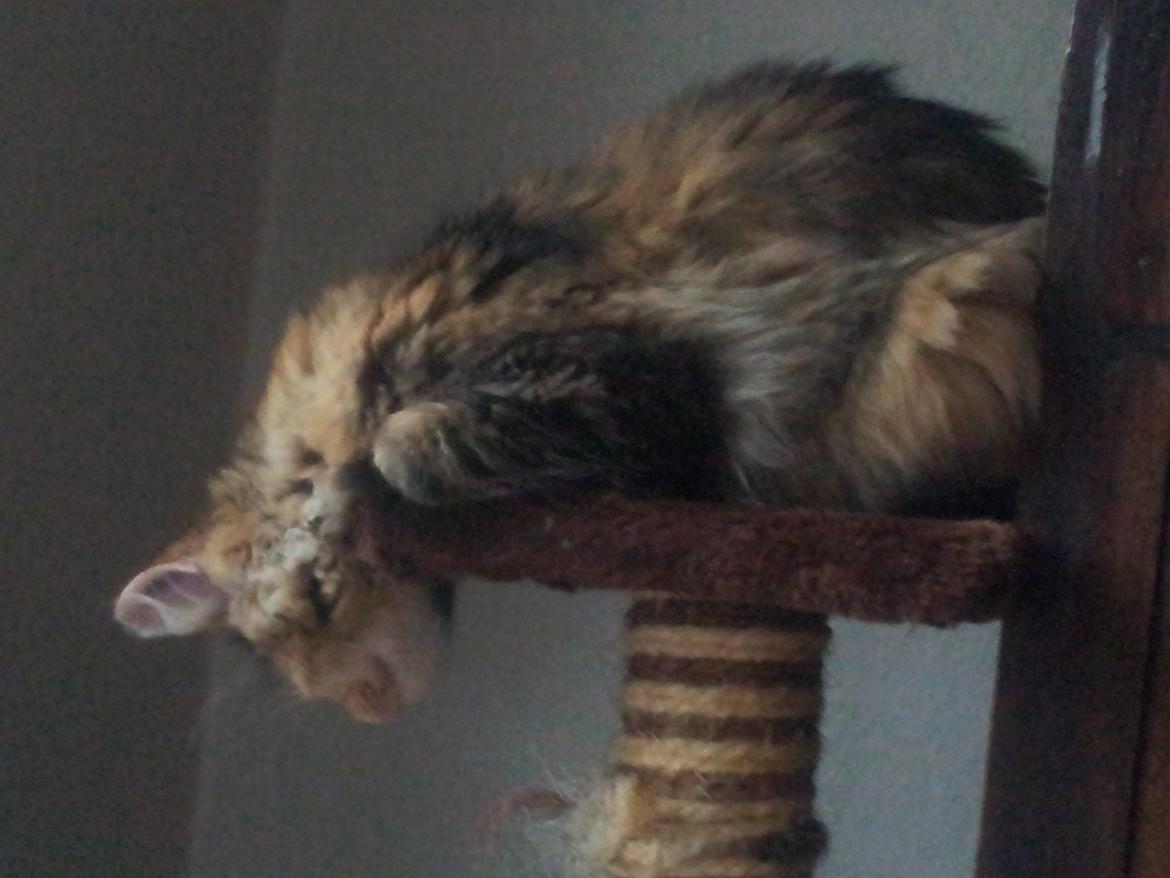 Maine Coon Fnuggi Tidl. kat - Ja, sådan kan man også sove billede 9
