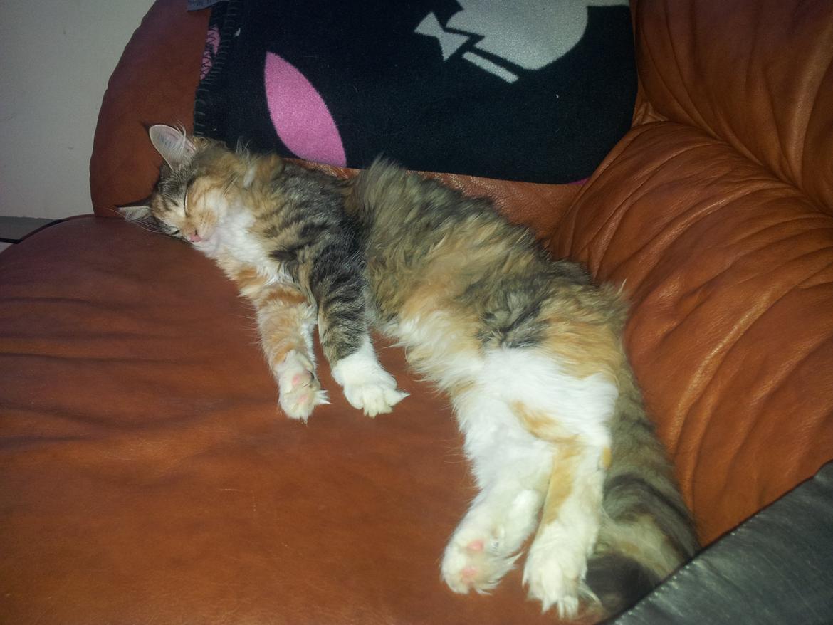 Maine Coon Fnuggi Tidl. kat billede 10