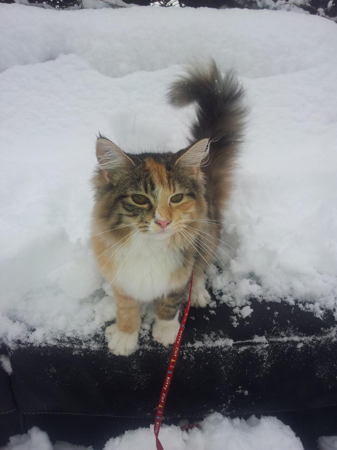 Maine Coon Fnuggi Tidl. kat billede 11