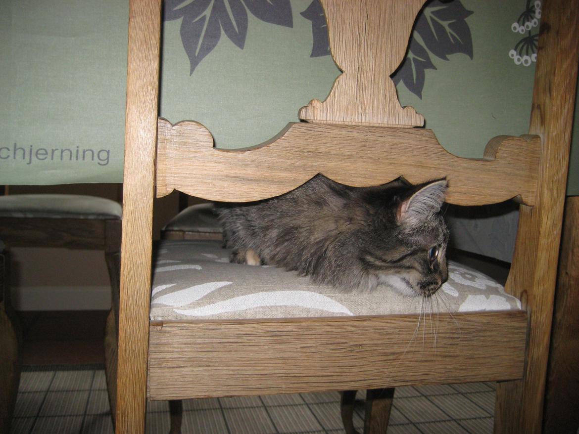 Norsk Skovkat Fiona billede 16