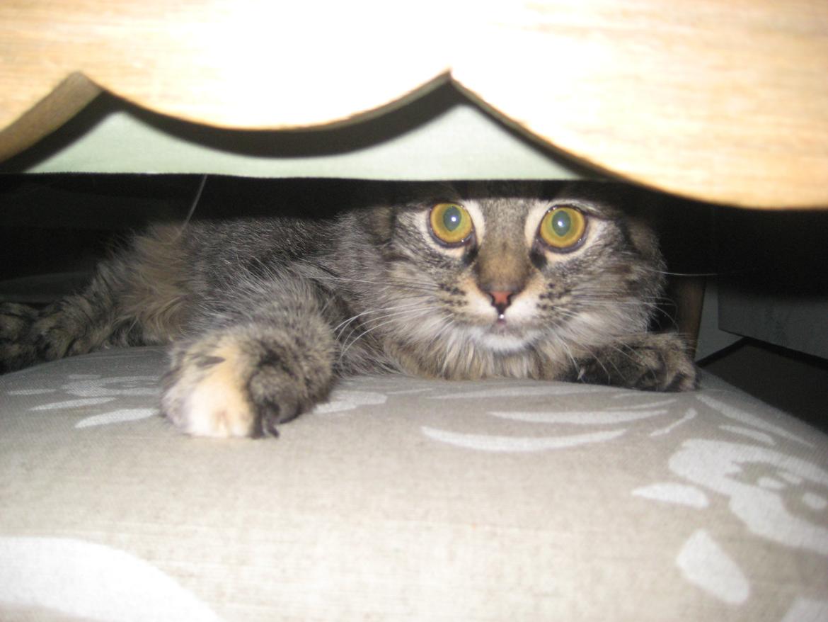 Norsk Skovkat Fiona billede 17