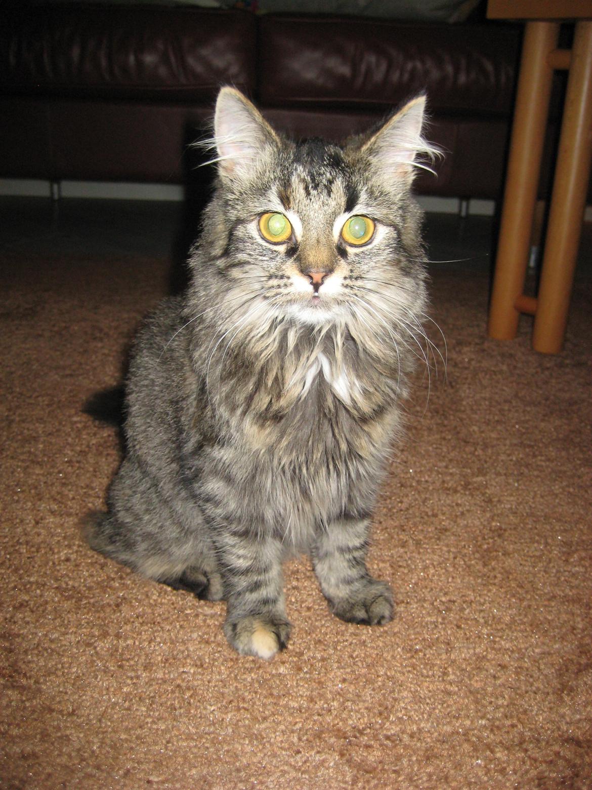 Norsk Skovkat Fiona billede 18