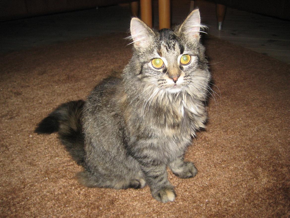 Norsk Skovkat Fiona billede 19