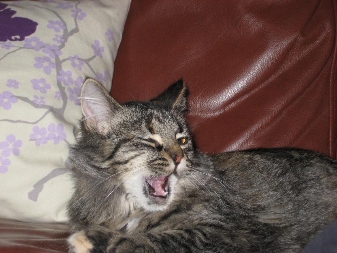 Norsk Skovkat Fiona billede 2