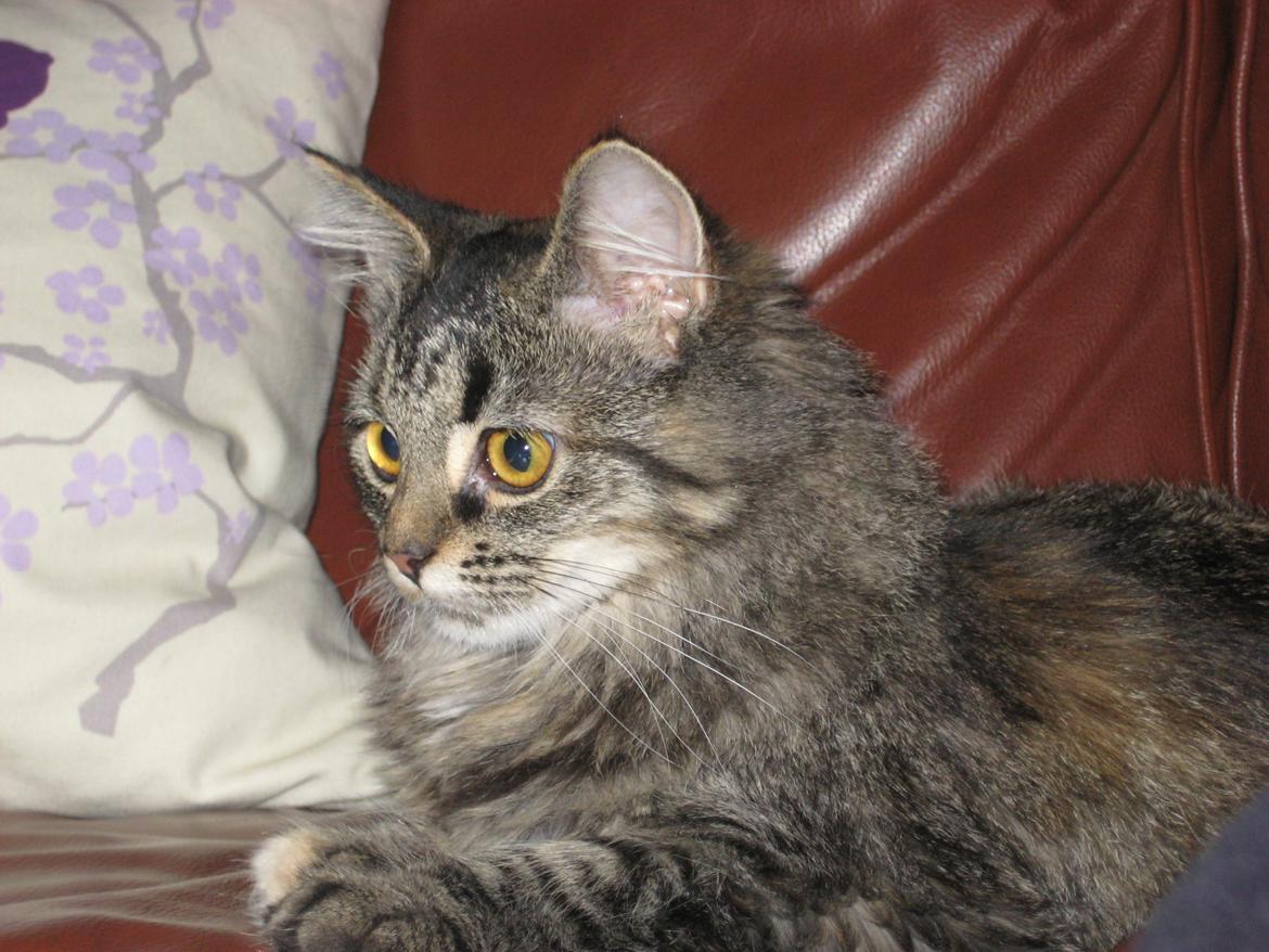 Norsk Skovkat Fiona billede 1