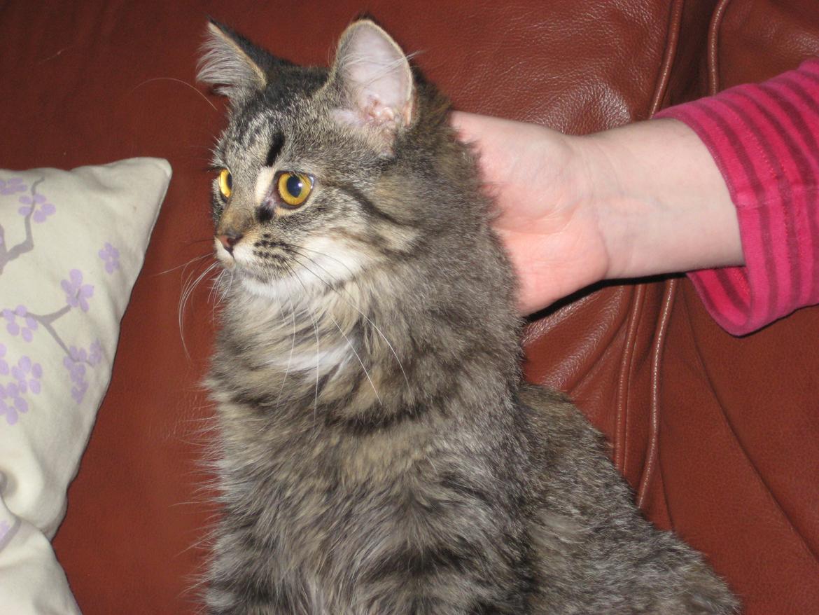 Norsk Skovkat Fiona billede 20