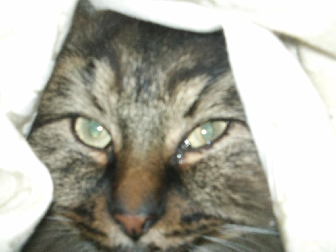 Sibirisk Kat Fantik - Kan du finde mig? billede 2