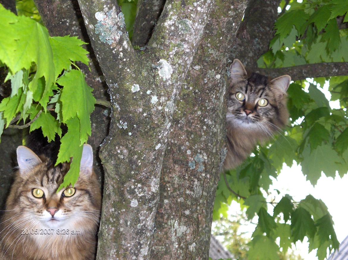Sibirisk Kat Fantik - Man er vel skovkat billede 10