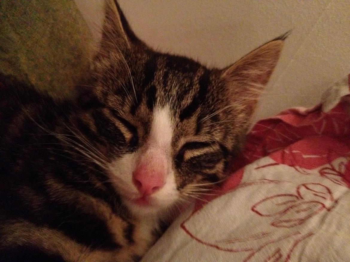 Huskat Felix billede 2