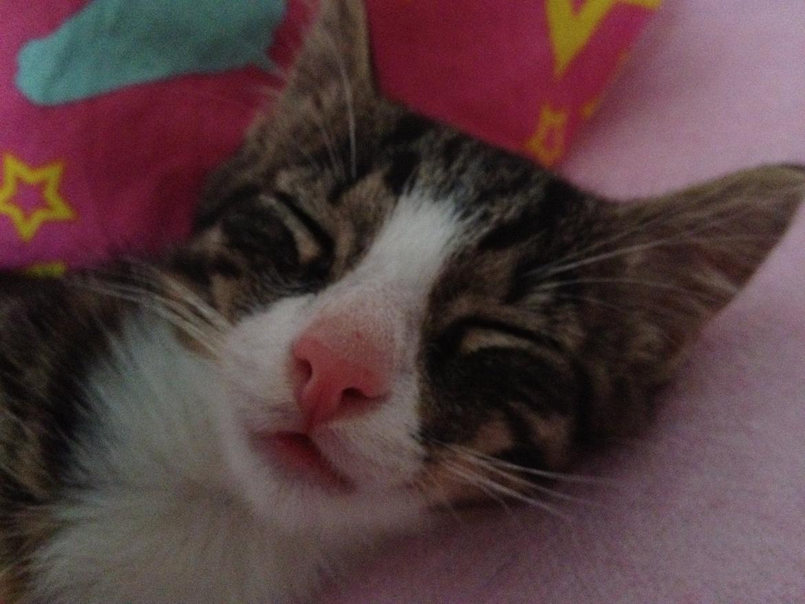 Huskat Felix billede 3