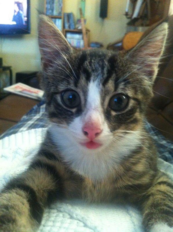 Huskat Felix billede 1