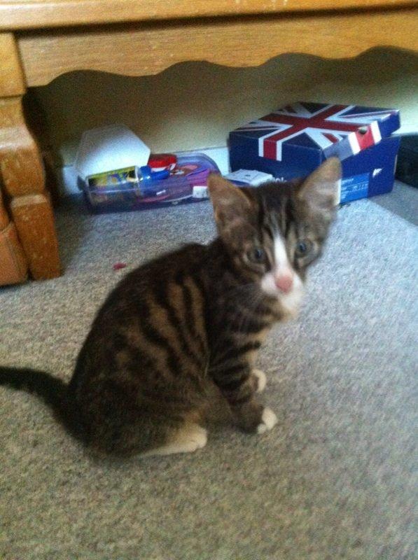 Huskat Felix billede 5