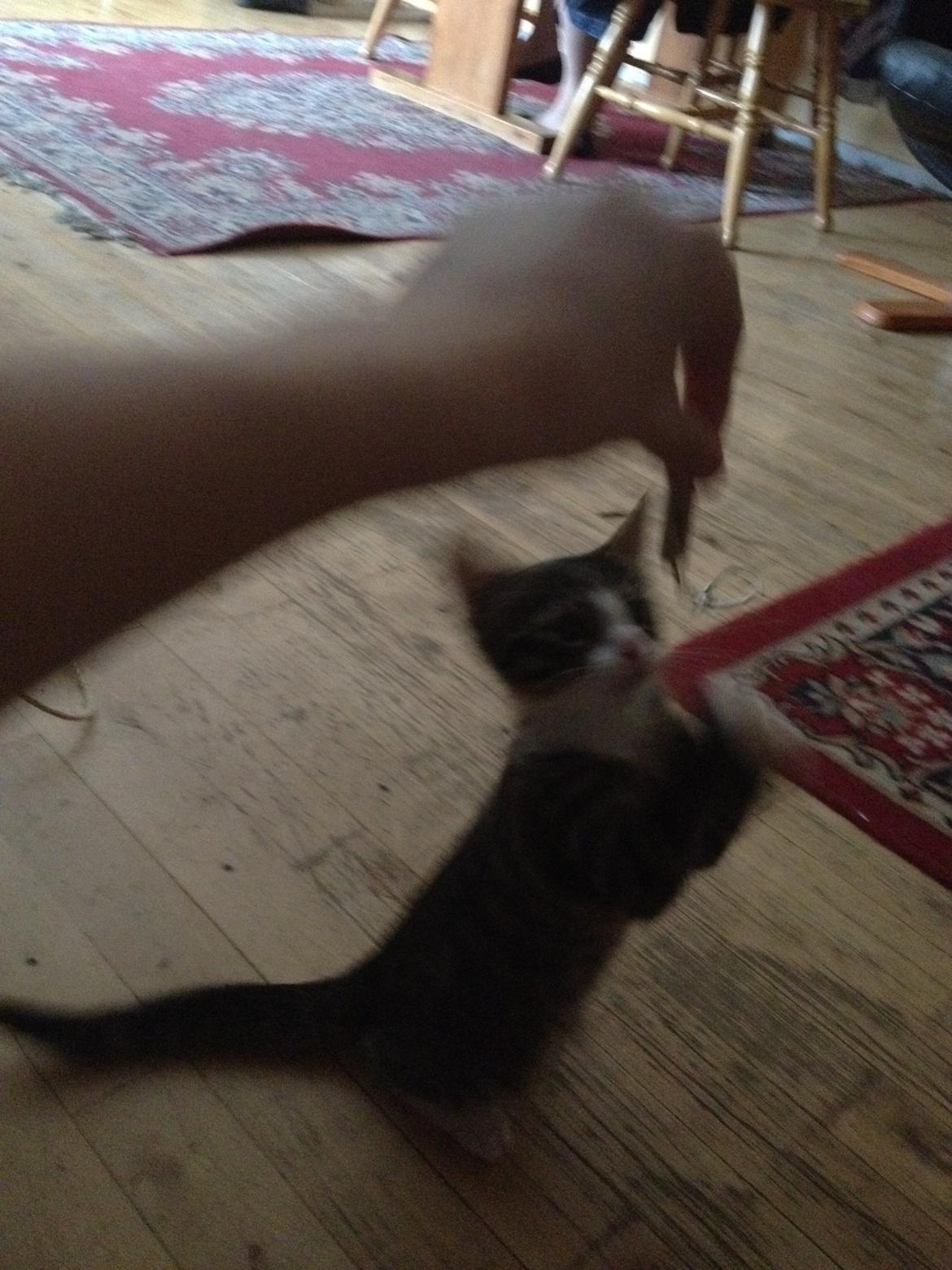 Huskat Felix billede 6