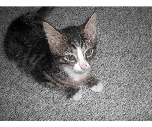 Huskat Felix billede 8