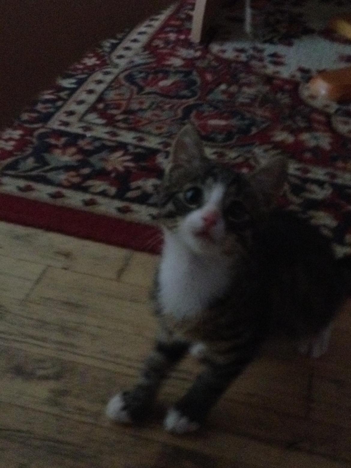 Huskat Felix billede 9