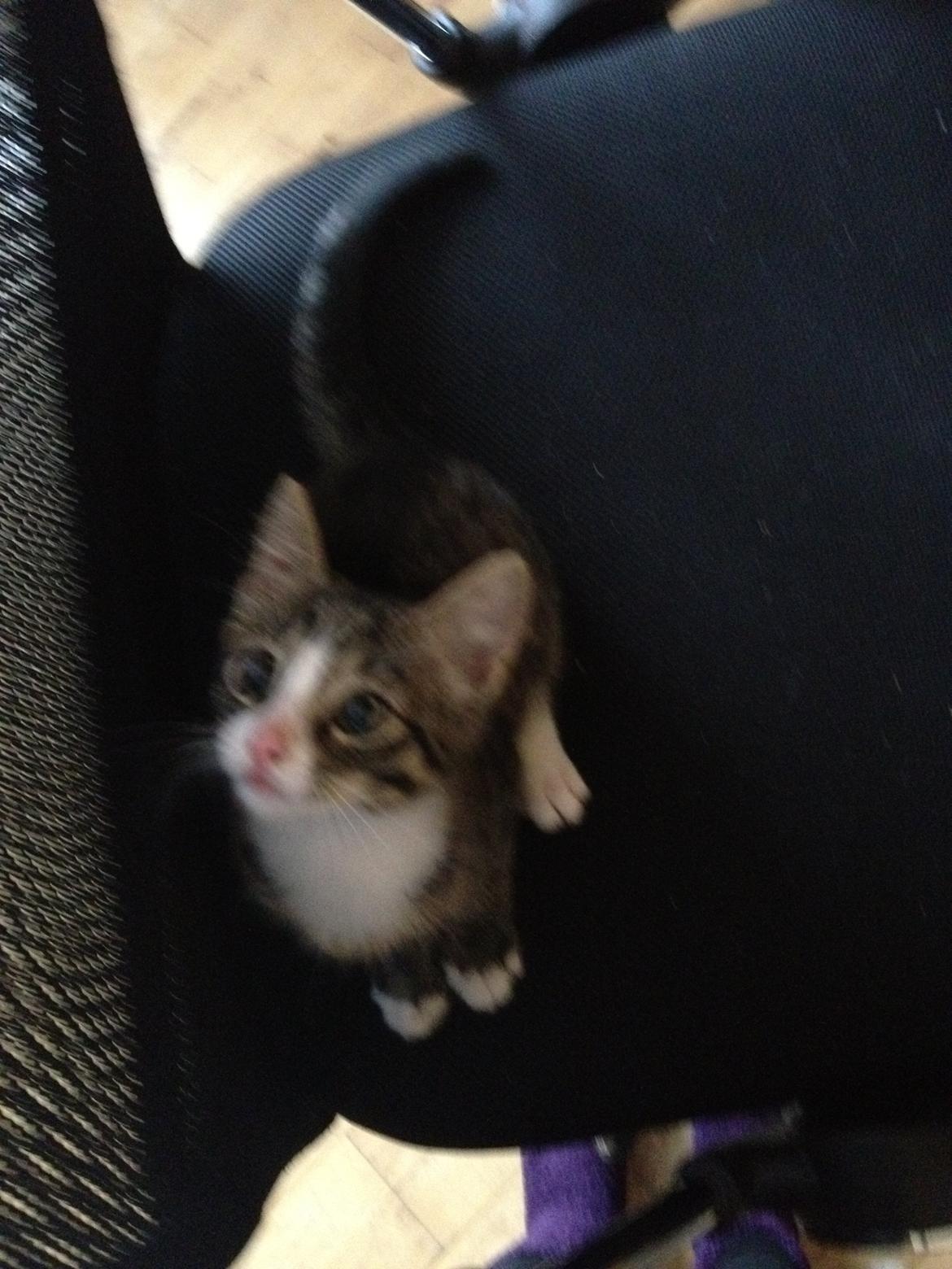 Huskat Felix billede 10