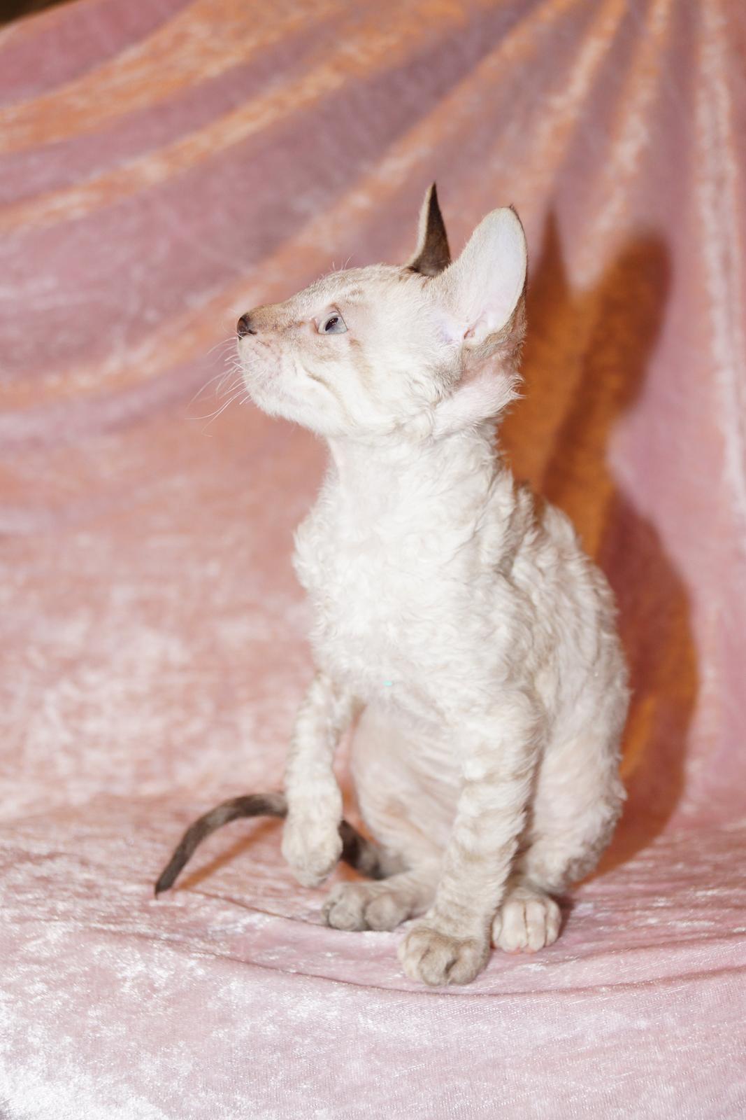 Cornish Rex DK Felis-Schwencke Daisy billede 1