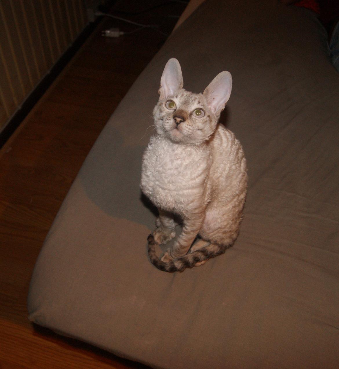Cornish Rex DK Felis-Schwencke Daisy billede 2