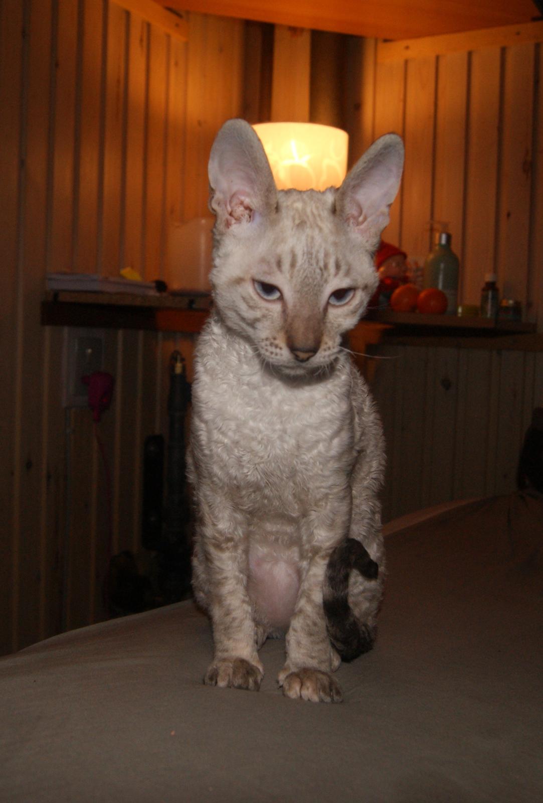 Cornish Rex DK Felis-Schwencke Daisy billede 3
