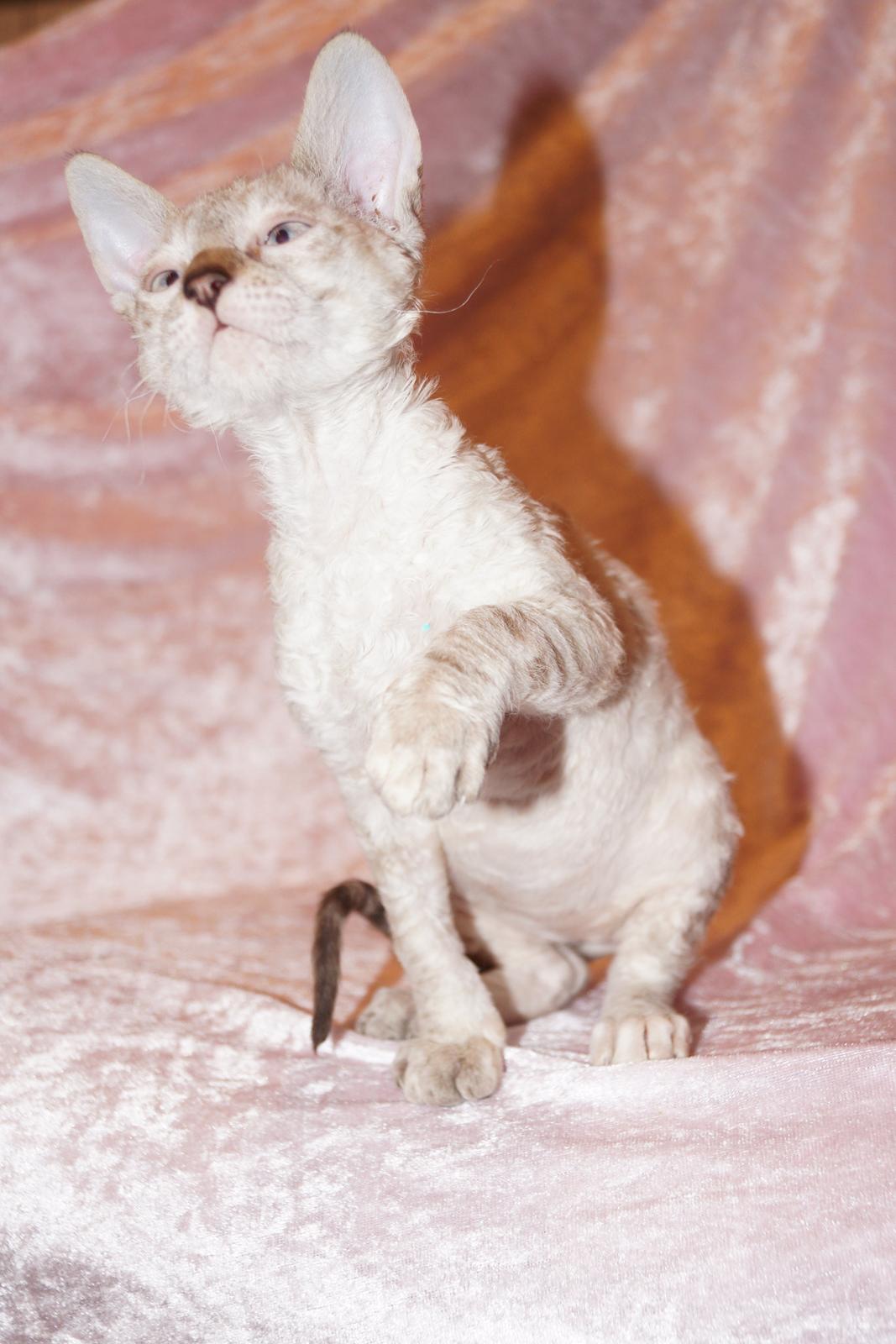 Cornish Rex DK Felis-Schwencke Daisy billede 4