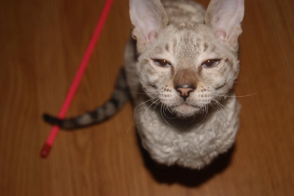 Cornish Rex DK Felis-Schwencke Daisy billede 5