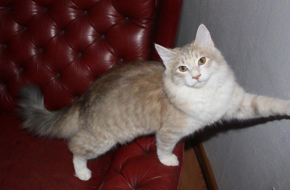 Norsk Skovkat Høgerstedets Medussa billede 1