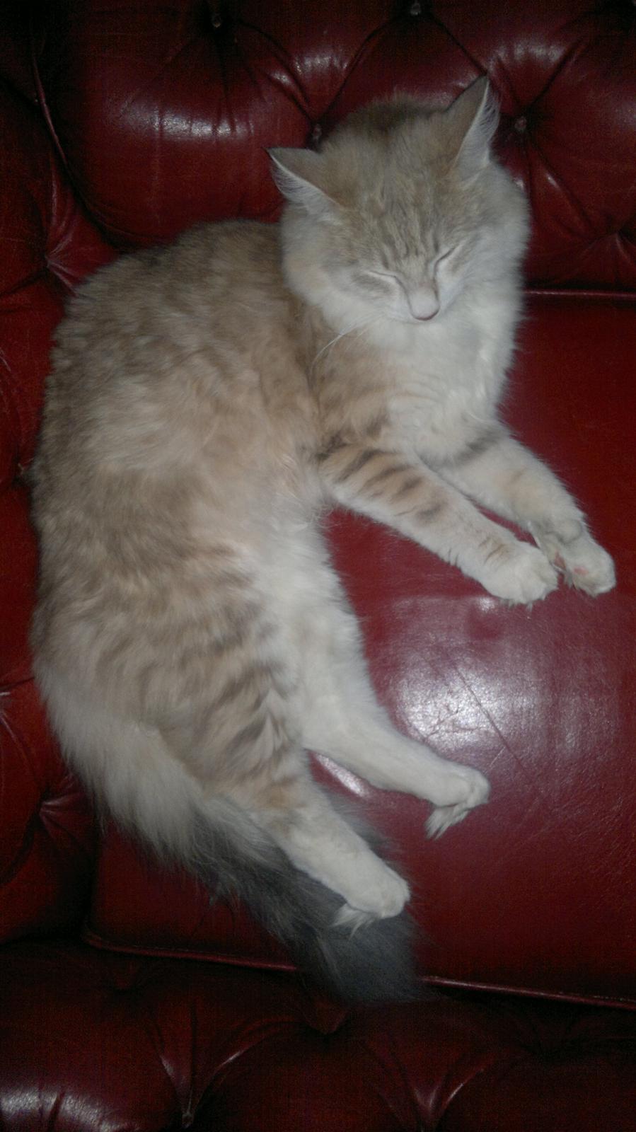 Norsk Skovkat Høgerstedets Medussa billede 2