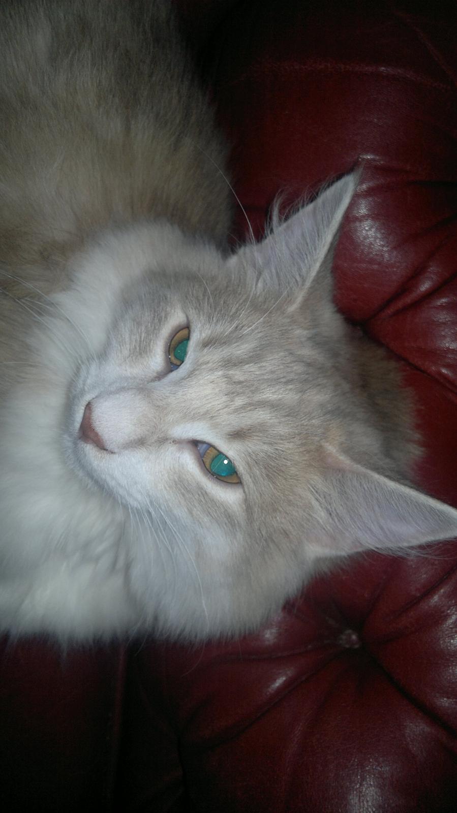 Norsk Skovkat Høgerstedets Medussa billede 3