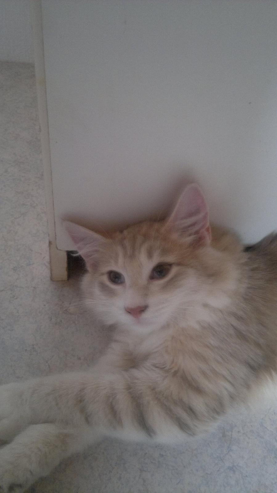 Norsk Skovkat Høgerstedets Medussa billede 4