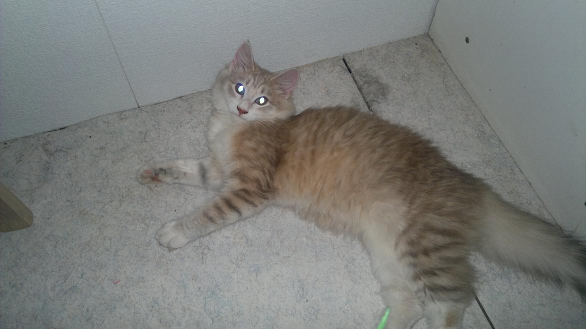 Norsk Skovkat Høgerstedets Medussa billede 5