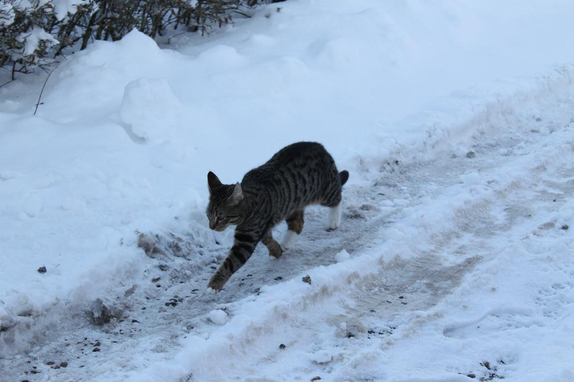 Blanding af racer Robin - Løbe tur i sneen billede 7