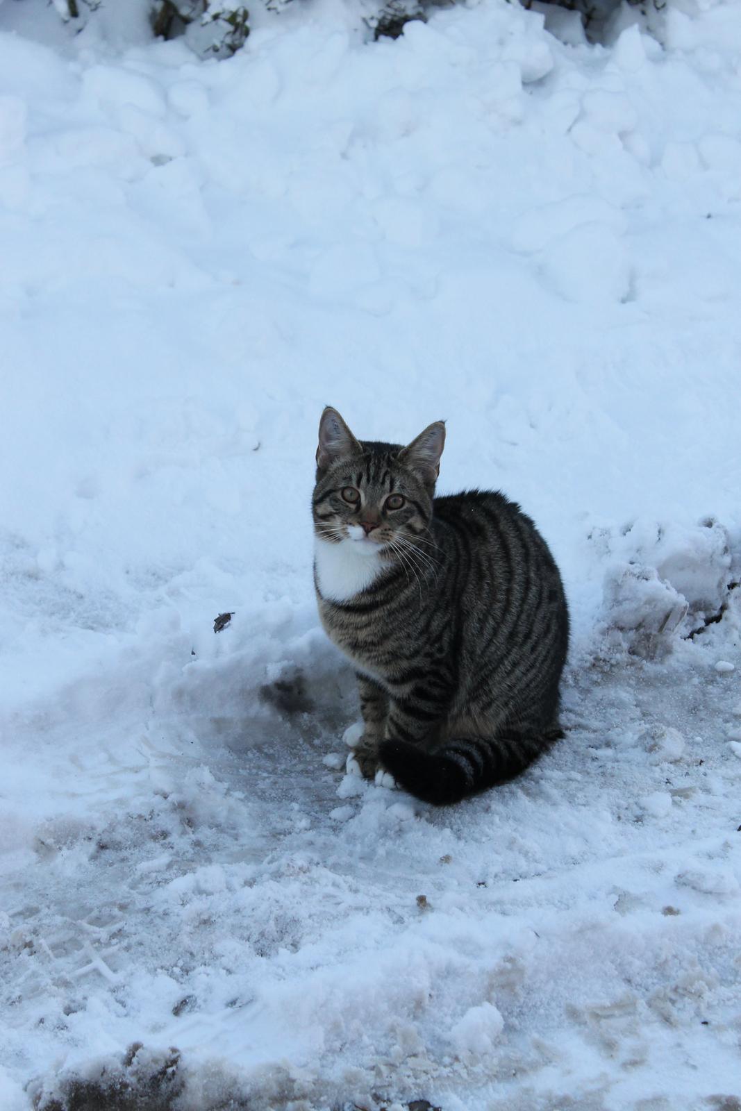 Blanding af racer Robin - Robin 12 December (6 Måneder) billede 8