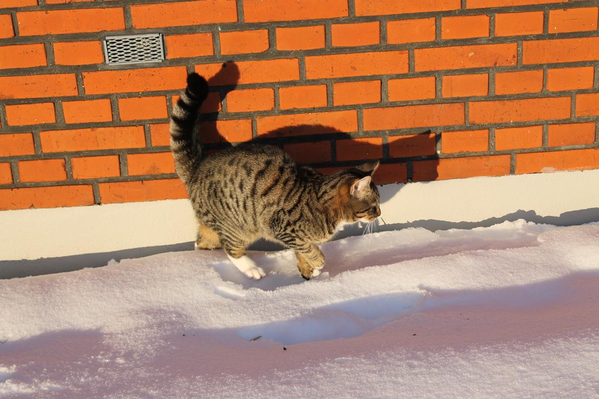 Blanding af racer Robin billede 9