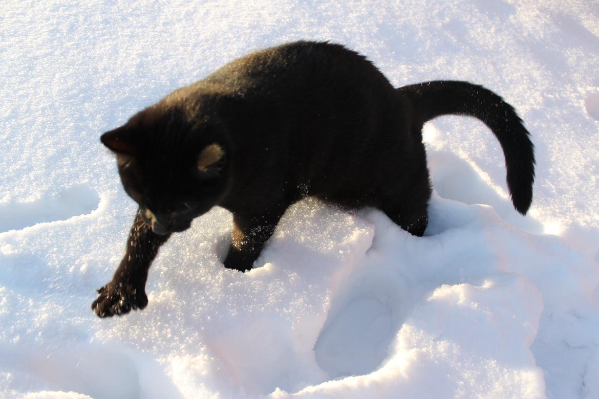 Blanding af racer Batman - I sneen. Mr. Big Foot billede 19