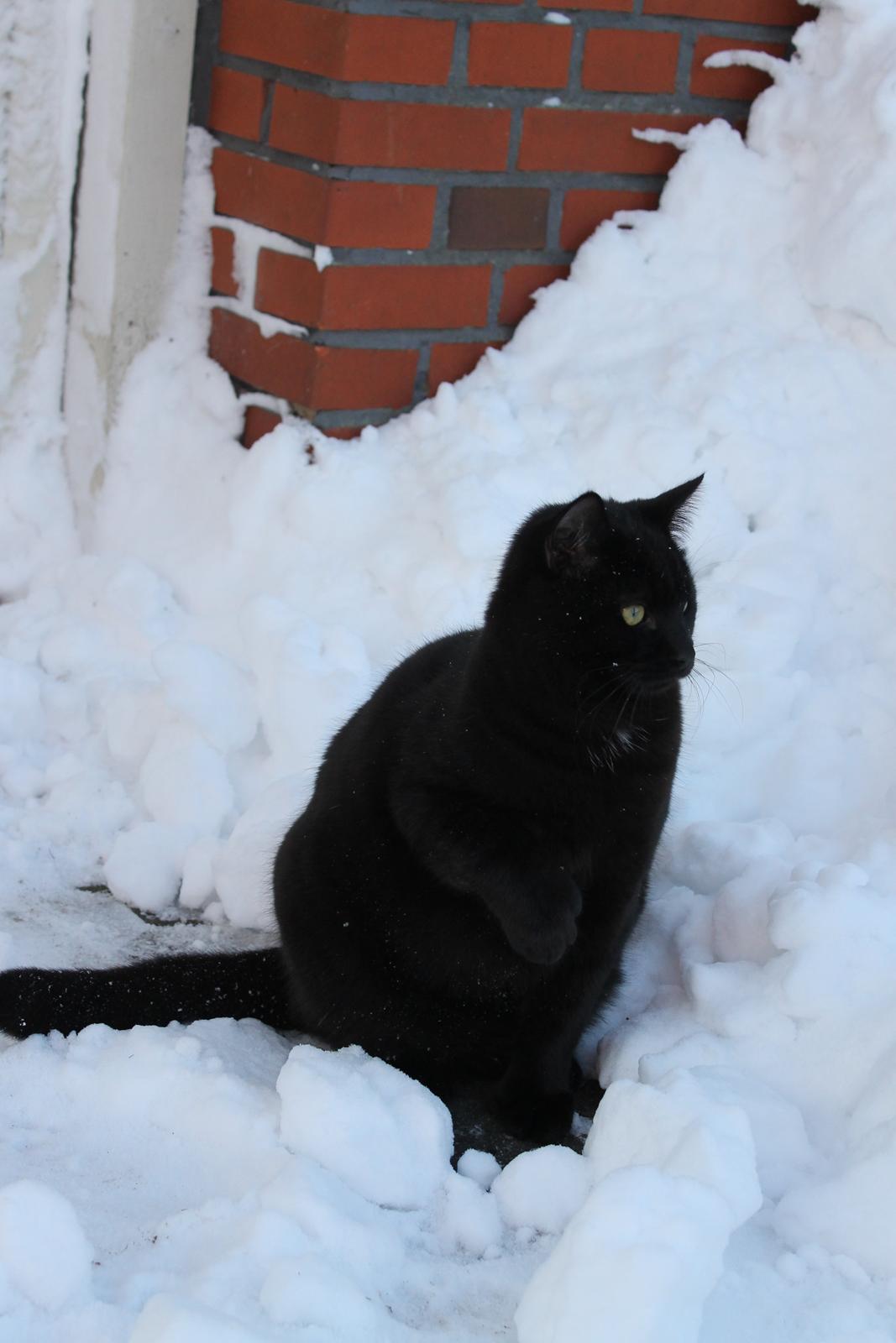 Blanding af racer Batman - December, 8 Måneder billede 20