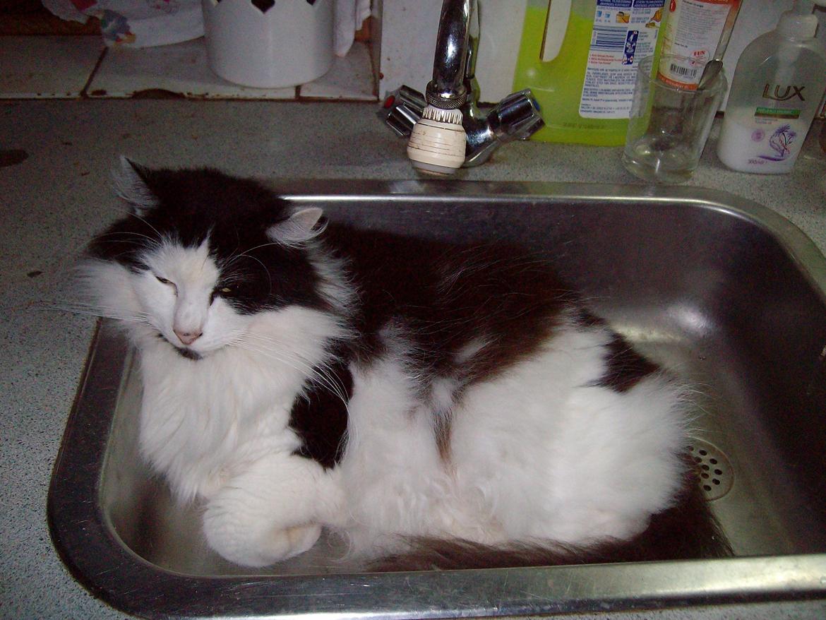 Blanding af racer Pussi billede 20