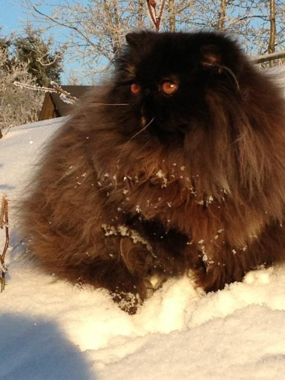 Perser Mejlvang's Gabriell - 12/12-12 billede 15